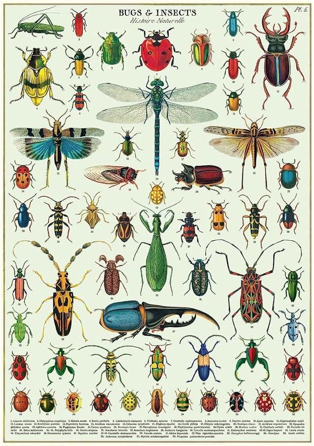 Vintage Bugs and Insects Educational Poster on Cream Paper