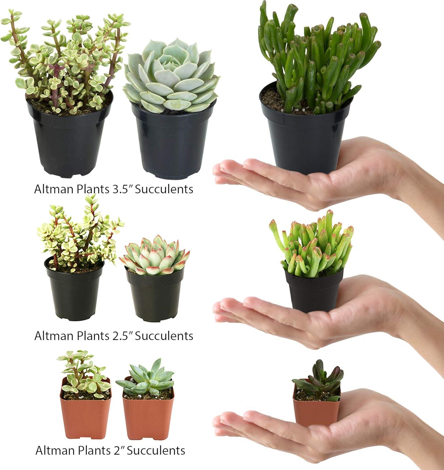 Altman Plants Live Succulent Plants 4-Pack - Desert Fire House Plant Mix - Full Sun - 2.5-Inch Pots