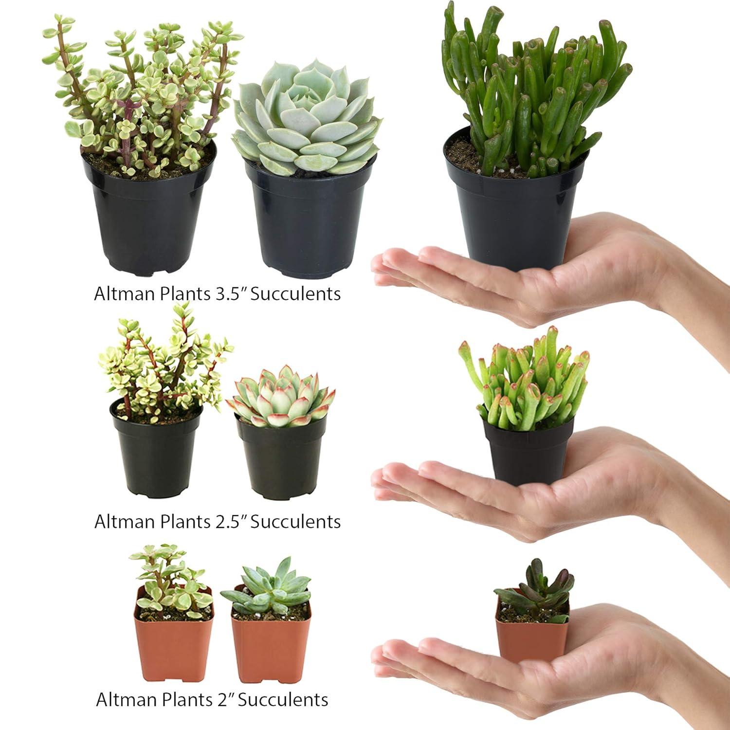 Altman Plants Large Cactus Plants 6-Pack; 3.5 Inch Grower Pots, Full Sun; Easy Plant Care