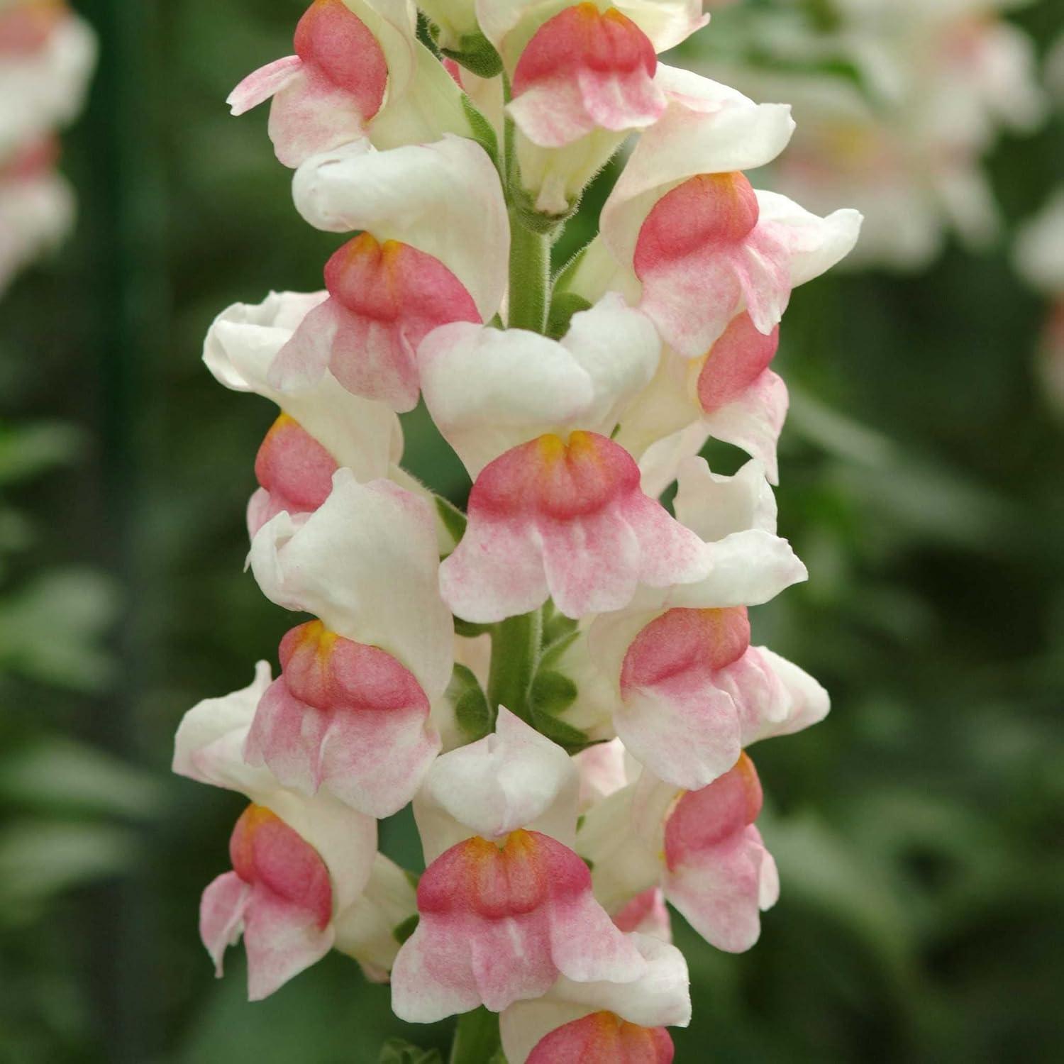 Eden Brothers Snapdragon Seeds - Potomac Appleblossom