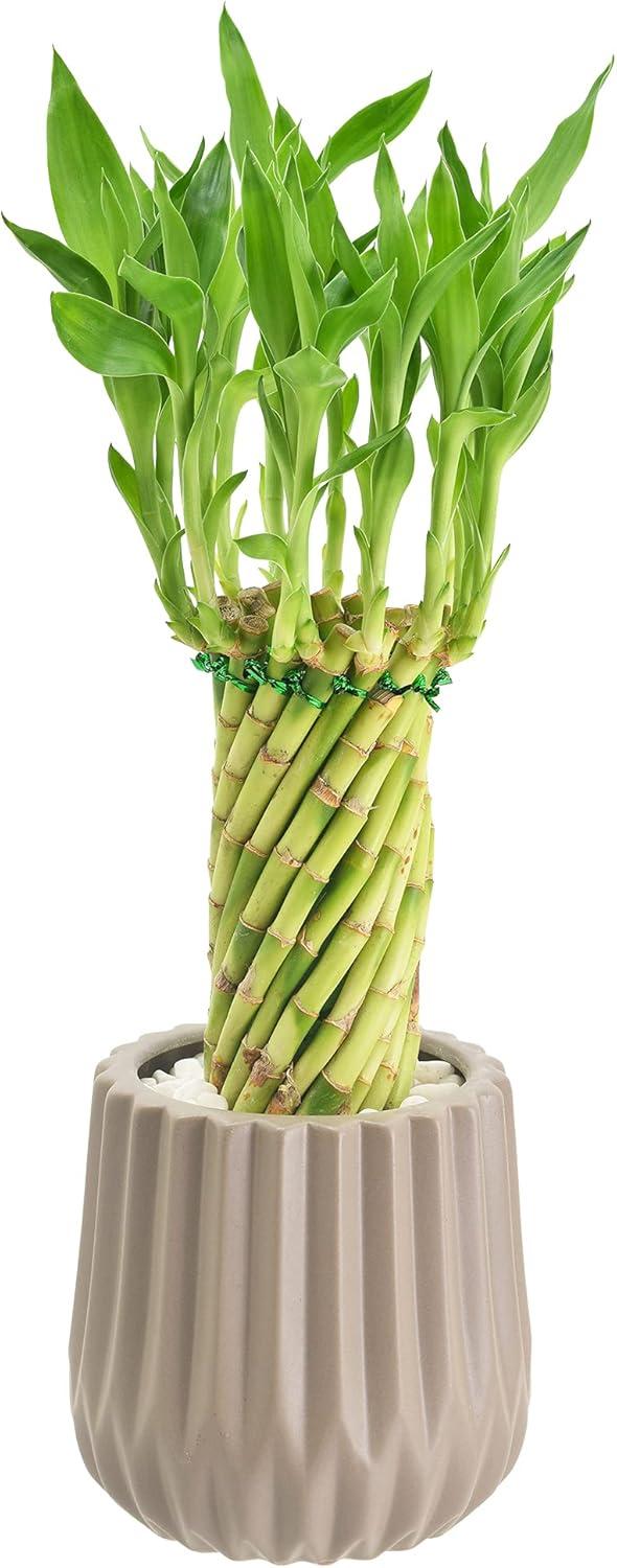 Arcadia Garden Products Live Bamboo Plant in Ceramic Planter