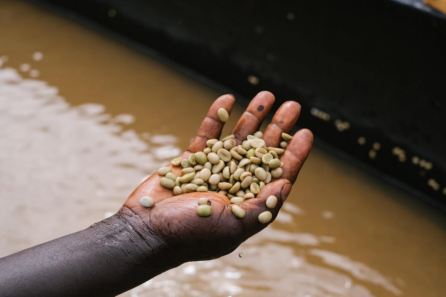 Onyx Coffee Lab Geometry Whole Bean Espresso Coffee Blend – Light Roasted Coffee Beans Whole – Coffee Whole Beans w/Notes of Berries, Sweet Lemon, & Earl Grey