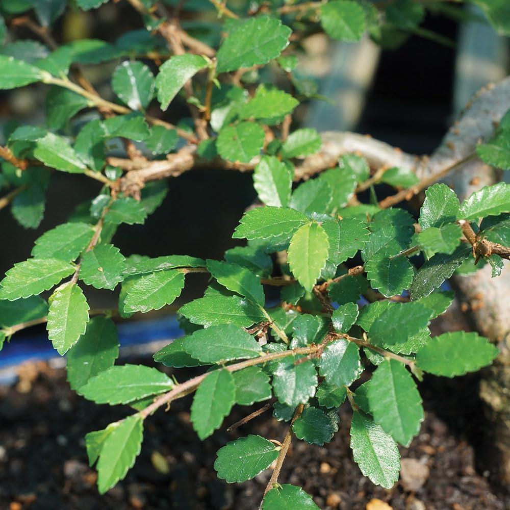 Brussel's Chinese Elm Bonsai - Medium - (Outdoor)