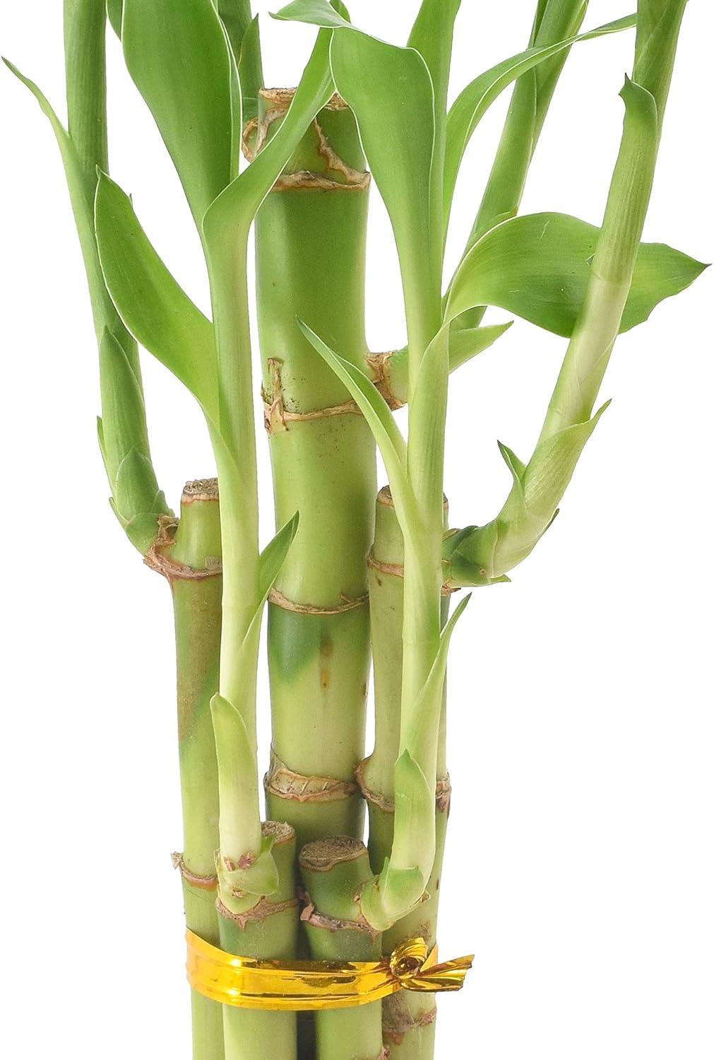 Arcadia Garden Products Live Bamboo Plant in Ceramic Pot