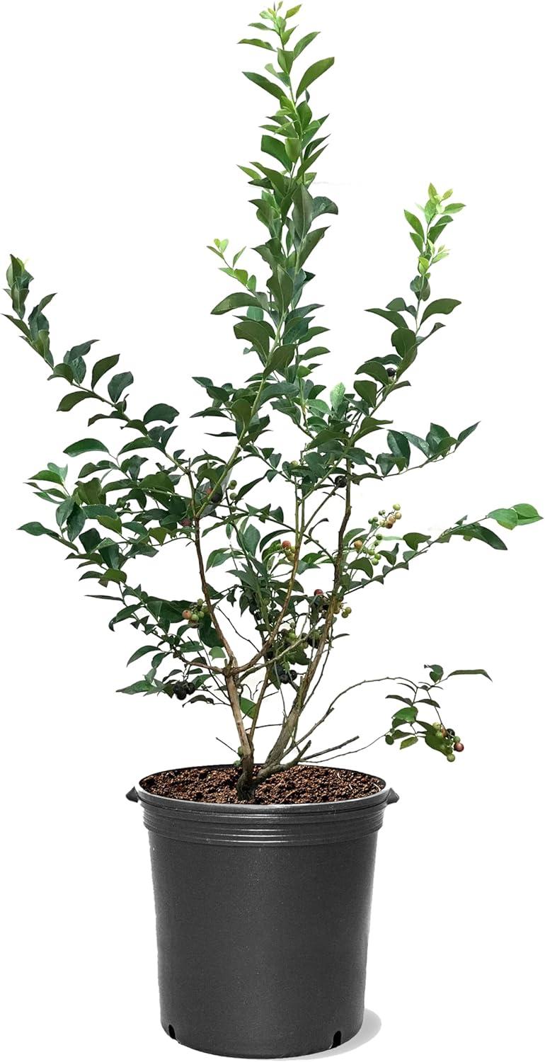 Powder Blue Rabbit Eye Blueberry Bush in 5-Gallon Pot