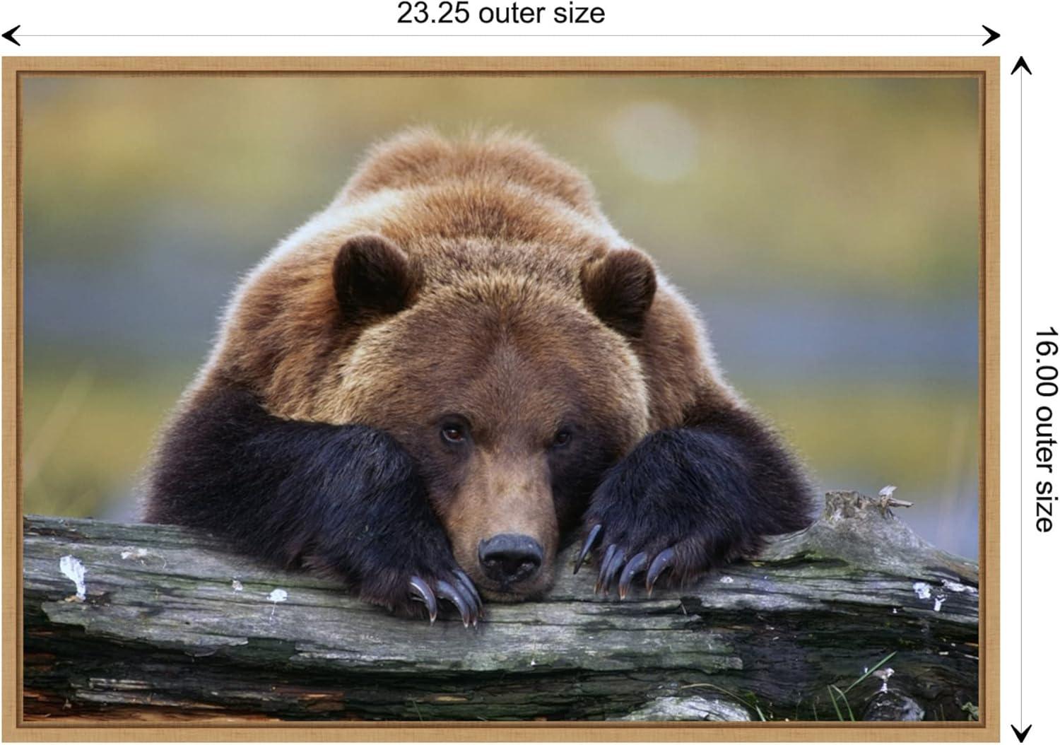 Brown Bear Resting Canvas Print with Maple Frame