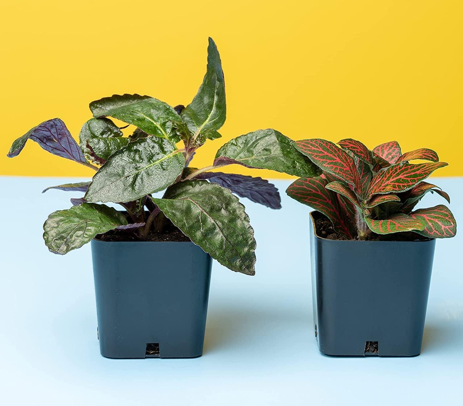 Live Houseplant (6PK) - 6 Air Purifying Plants - Easy Care - 2in Pots - Indirect Sunlight - Altman Plants