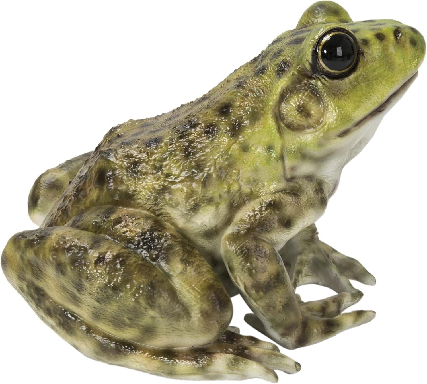 American Bullfrog