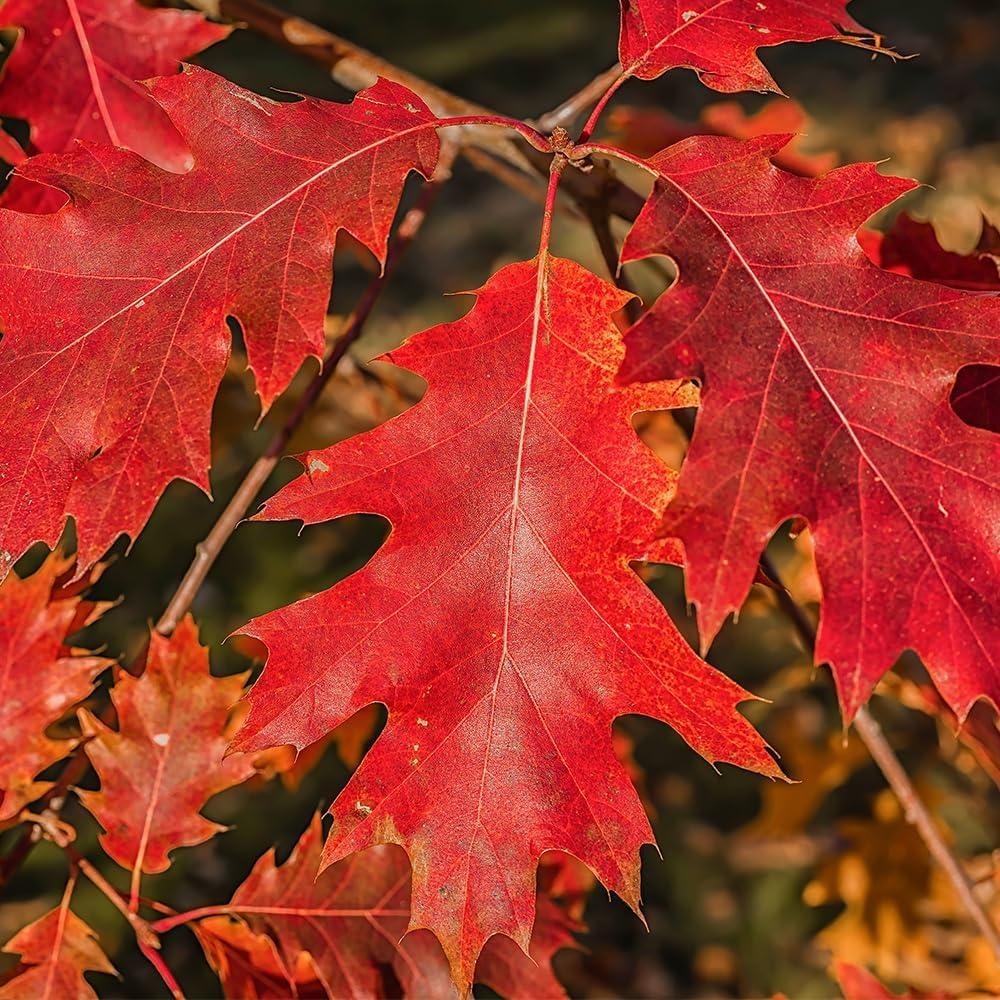 5 Gal. Northern Red Oak Deciduous Shade Tree with Green Foliage