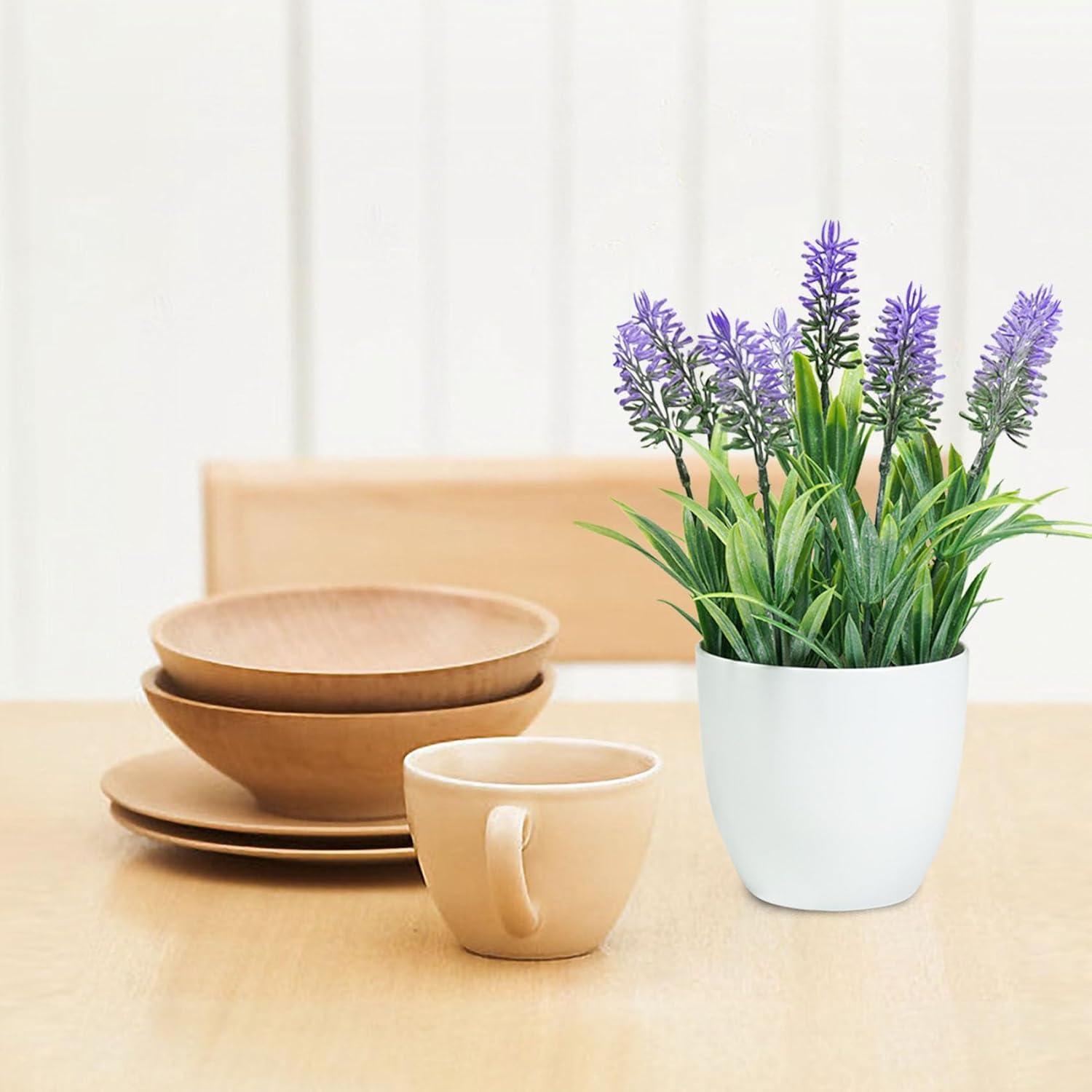 Small Potted Lavender Plants in White Plastic Pots