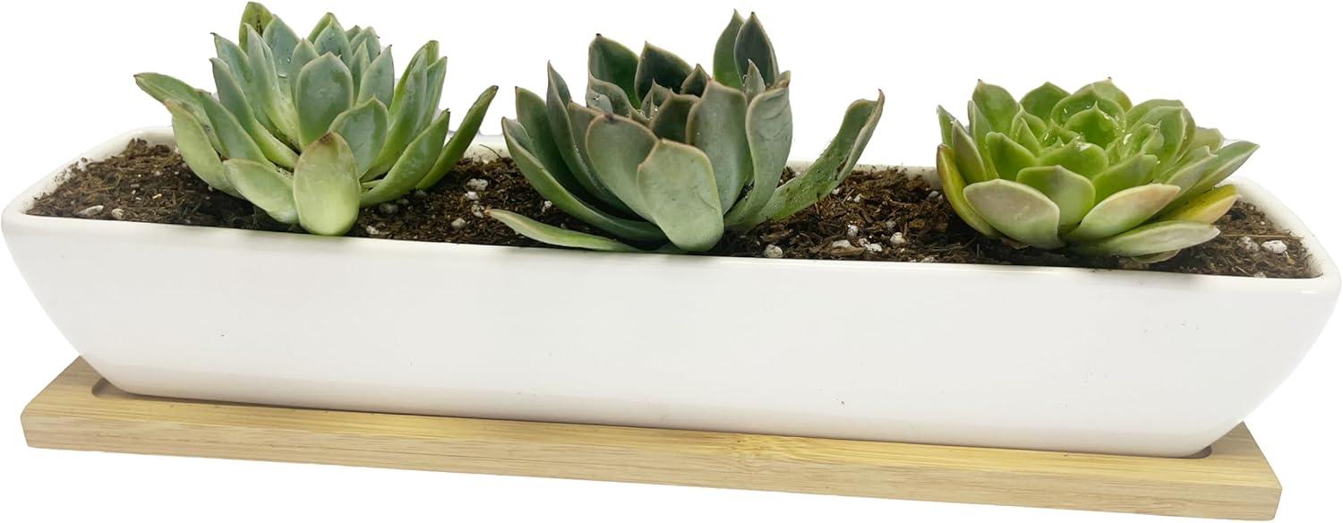 Kipokalor Rectangular Long Succulent Planter Pot,1 Set 11.1x2.36x1.77inch Long Modern Minimalist White Ceramic with Saucer for Office,Desk,Window.