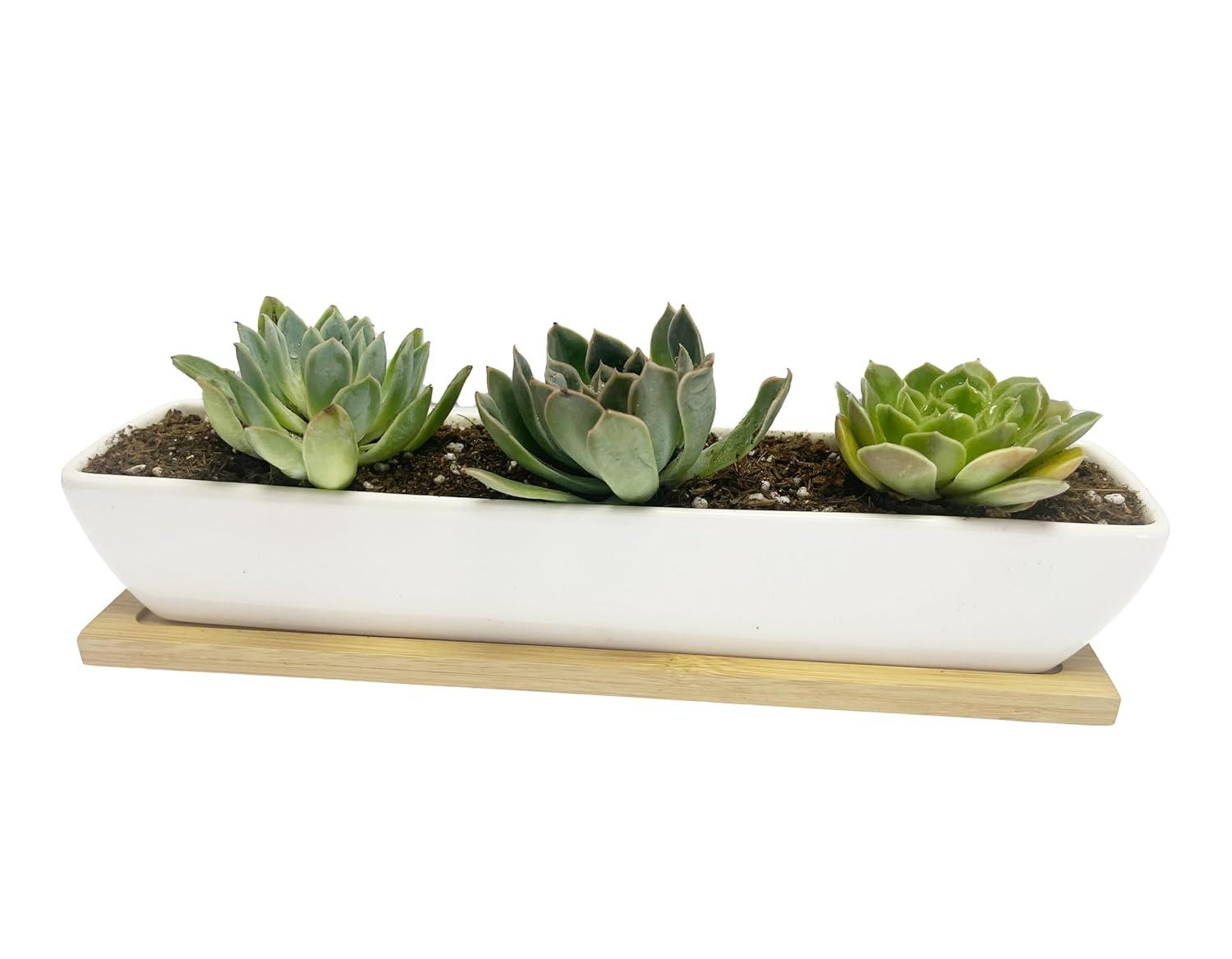 Kipokalor Rectangular Long Succulent Planter Pot,1 Set 11.1x2.36x1.77inch Long Modern Minimalist White Ceramic with Saucer for Office,Desk,Window.