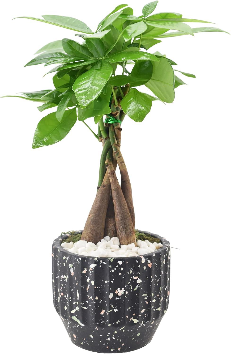 Money Tree in Black Speckled Ceramic Planter, 5-inch