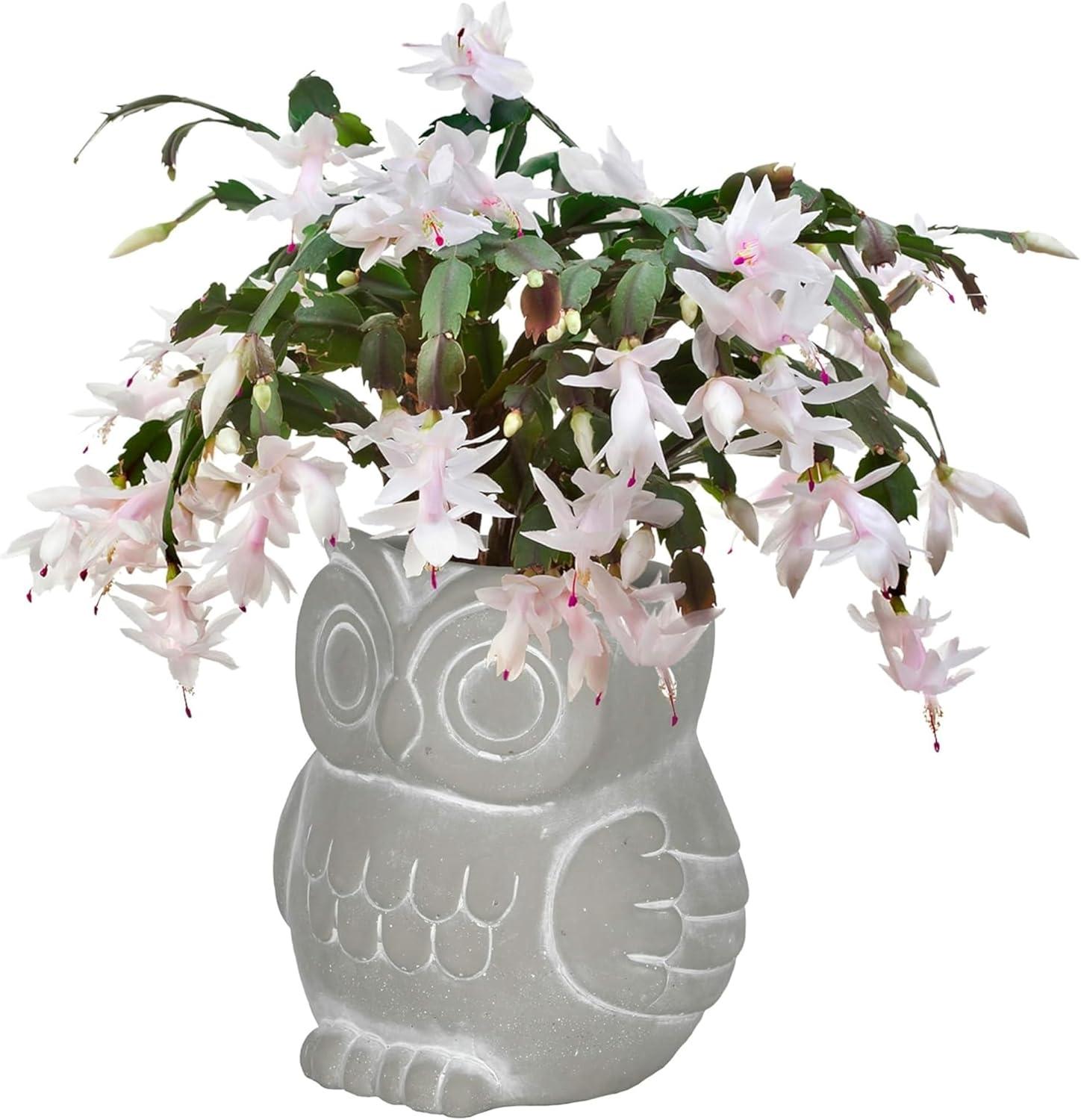 Classic Home and Garden Cement Buddies Indoor/Outdoor Planter with Drainage Hole, Owl, Gray, Small, 4.5in
