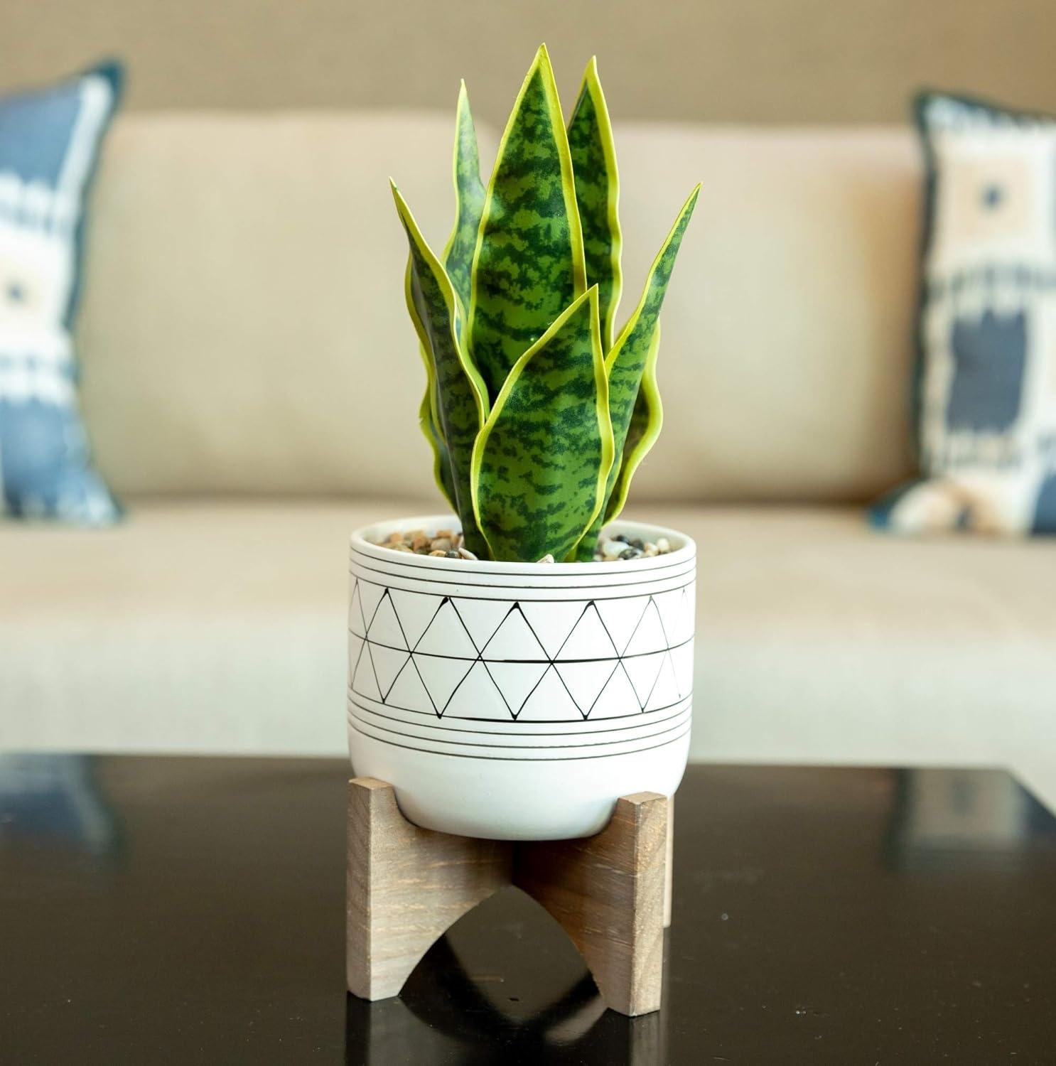 Mid-Century Modern 5" White & Black Ceramic Planter with Wood Stand