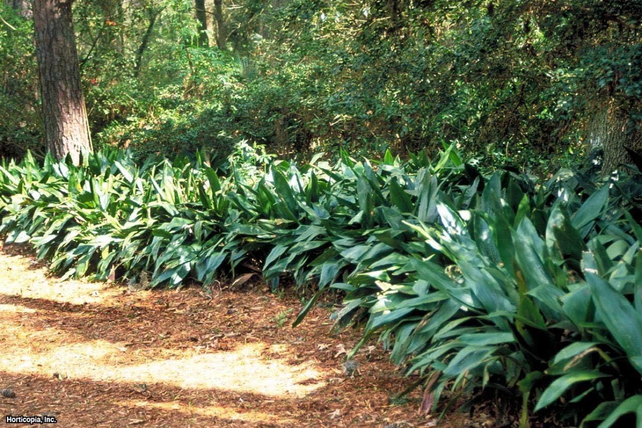 Aspidistra Elatior Cast Iron Plant in 6-Inch Pot