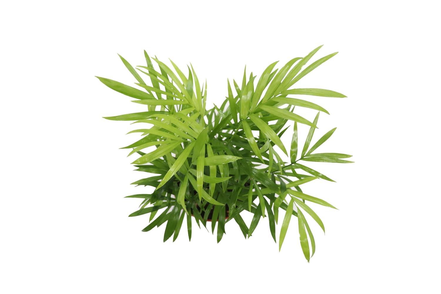 Victorian Parlor Palm (Neanthe Bella Palm) - 4'' from California Tropicals