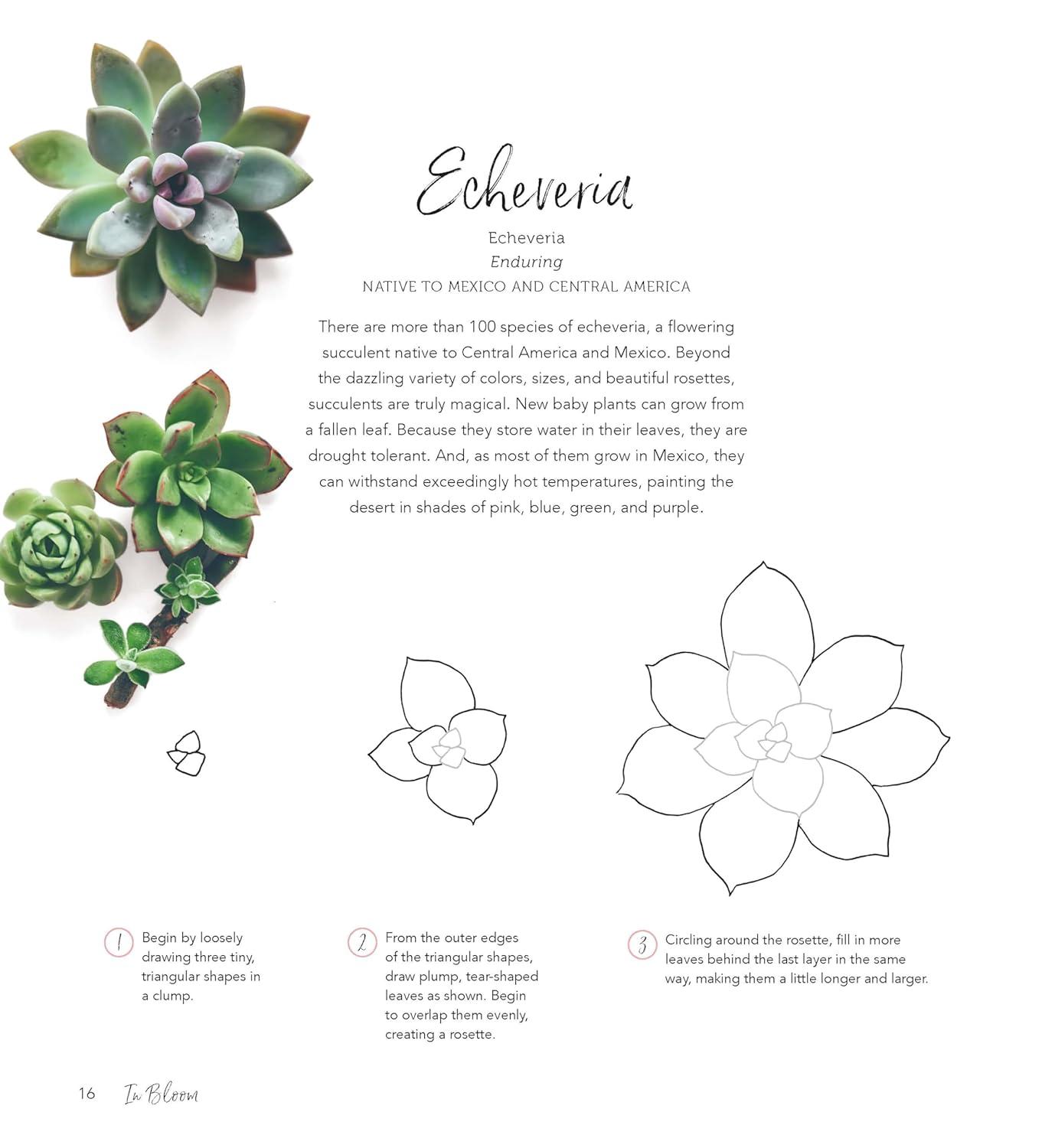 In Bloom: A Step-By-Step Guide to Drawing Lush Florals - An Easy How-To-Draw Flowers Book for Beginners, (Paperback)