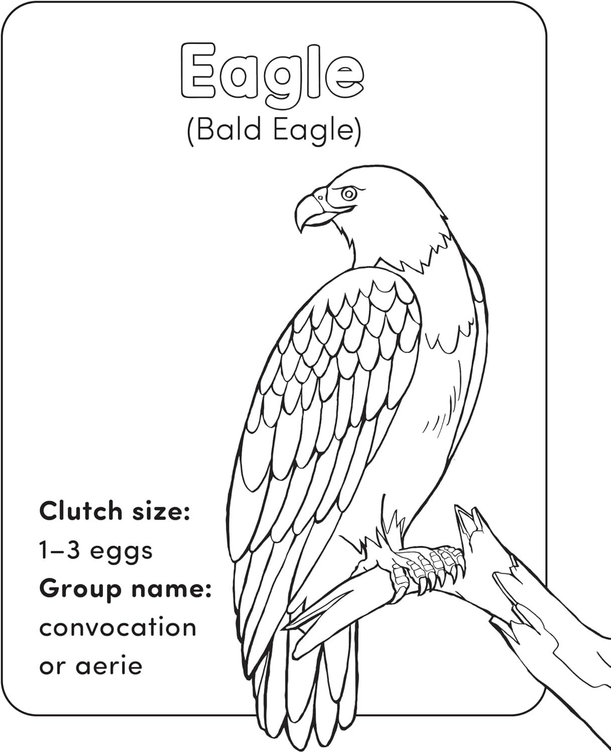 Bird Book for Kids: Fun Facts and Coloring Adventures