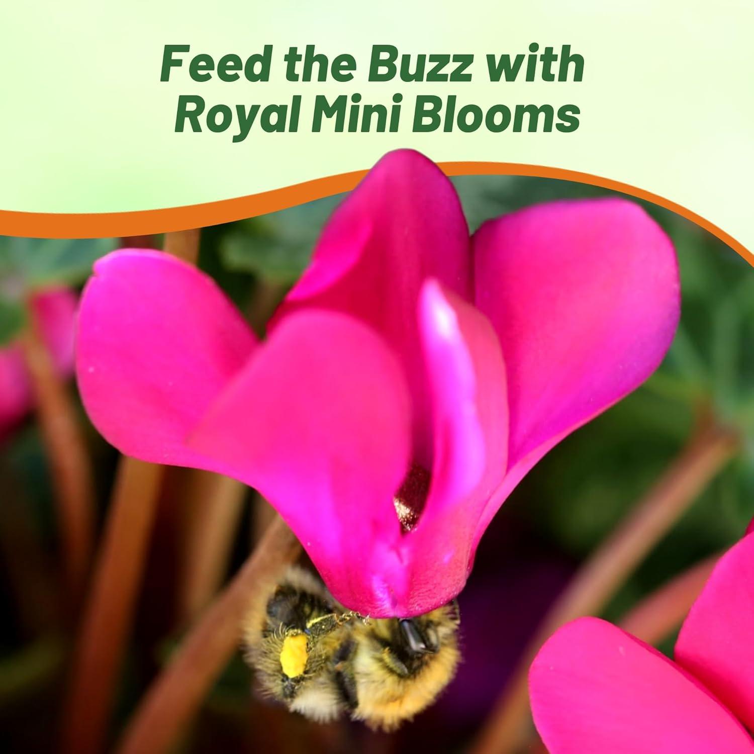 Outsidepride Annual Cyclamen Persicum for Partial Shade - 100 Seeds