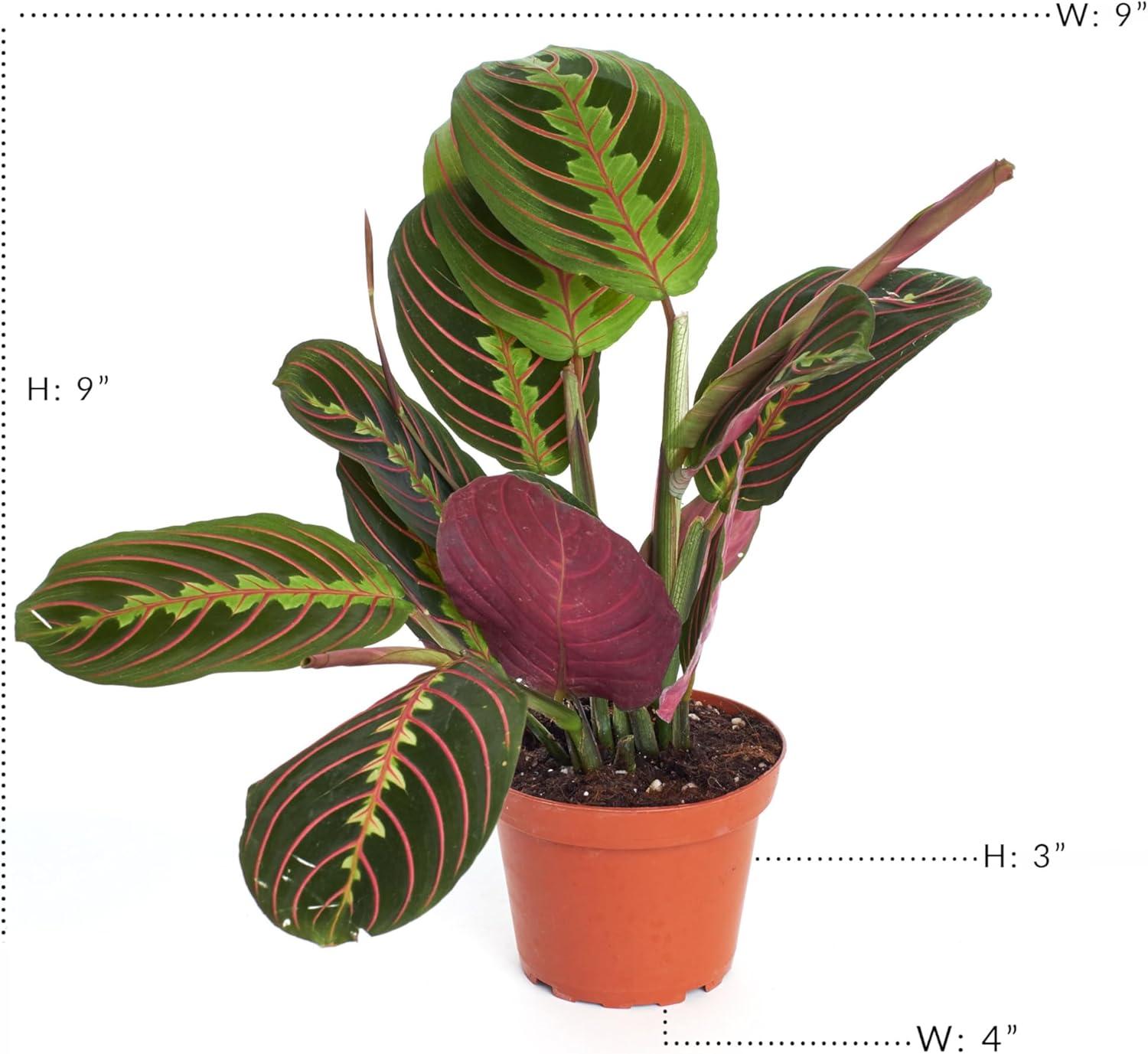 Large Maranta Red Prayer Plant in Brown Grower Pot