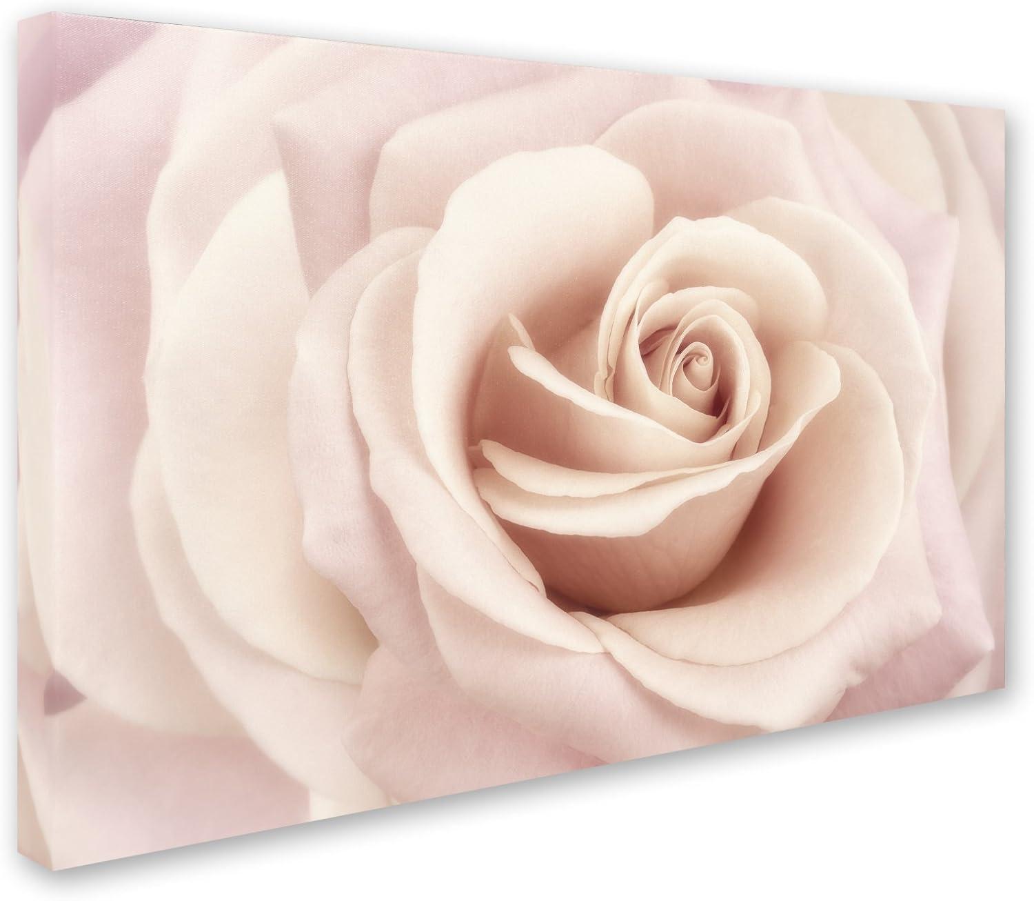 Trademark Fine Art 'Peach Pink Rose' Canvas Art by Cora Niele