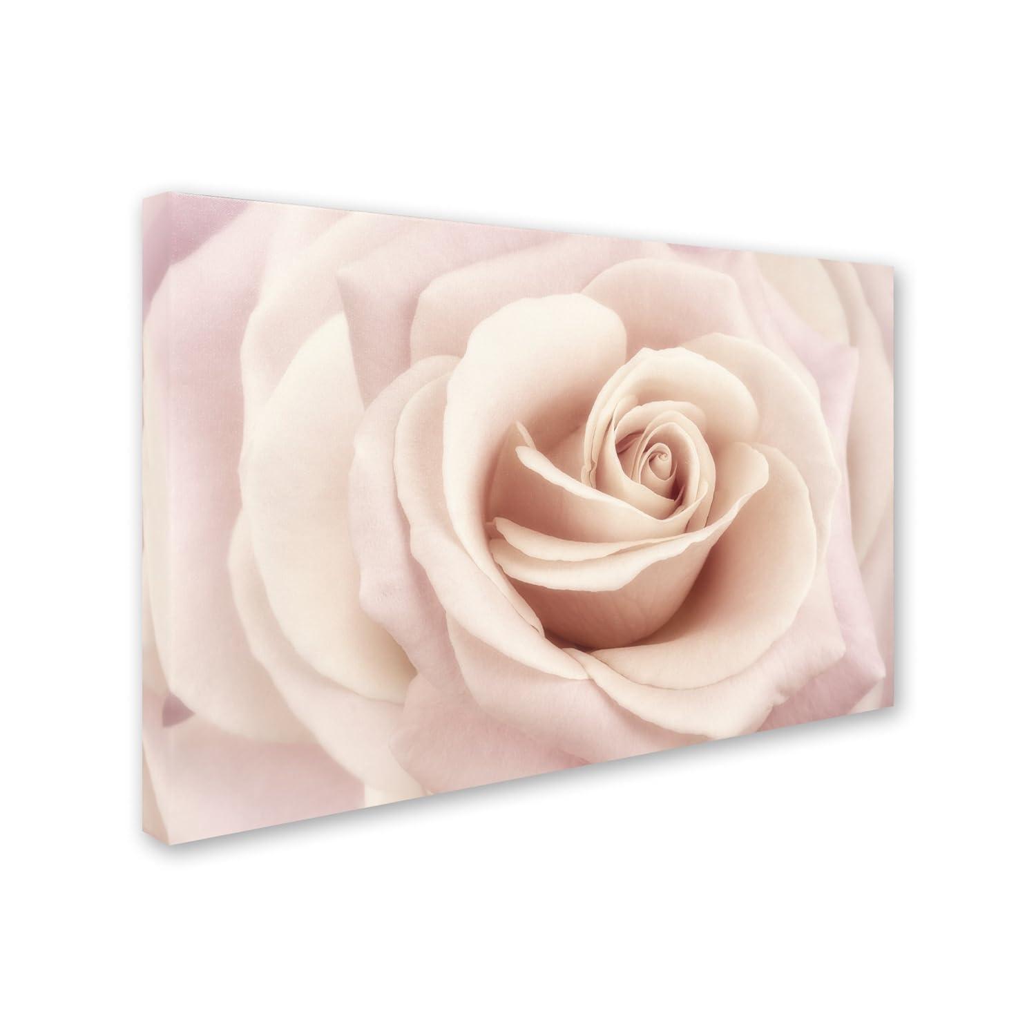 Trademark Fine Art 'Peach Pink Rose' Canvas Art by Cora Niele