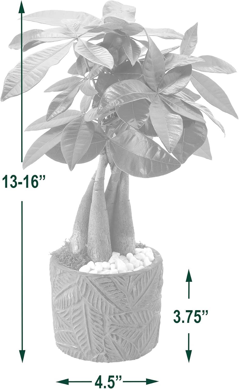 Arcadia Garden Products Live Money Tree (Pachira Aquatica) (Jade Plant) Plant in Ceramic Planter