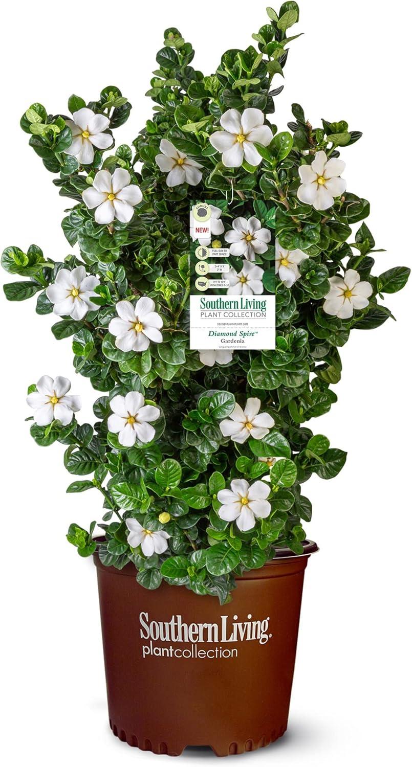 Southern Living Plant Collection Gardenia Diamond Spire Live Shrubs (2 Gallon)