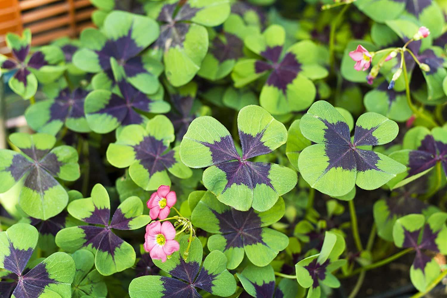 Oxalis Iron Cross Good Luck Plant Bulbs (20) Indoor Outdoor Easy to Grow