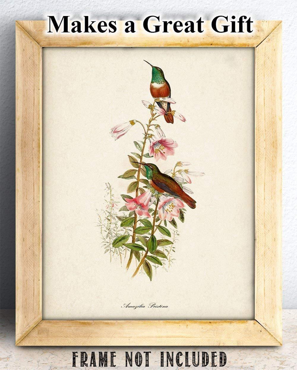 Two Hummingbirds Art Print - 11x14 Unframed Art Print - Great Home Decor and a Great Gift for Bird Watchers