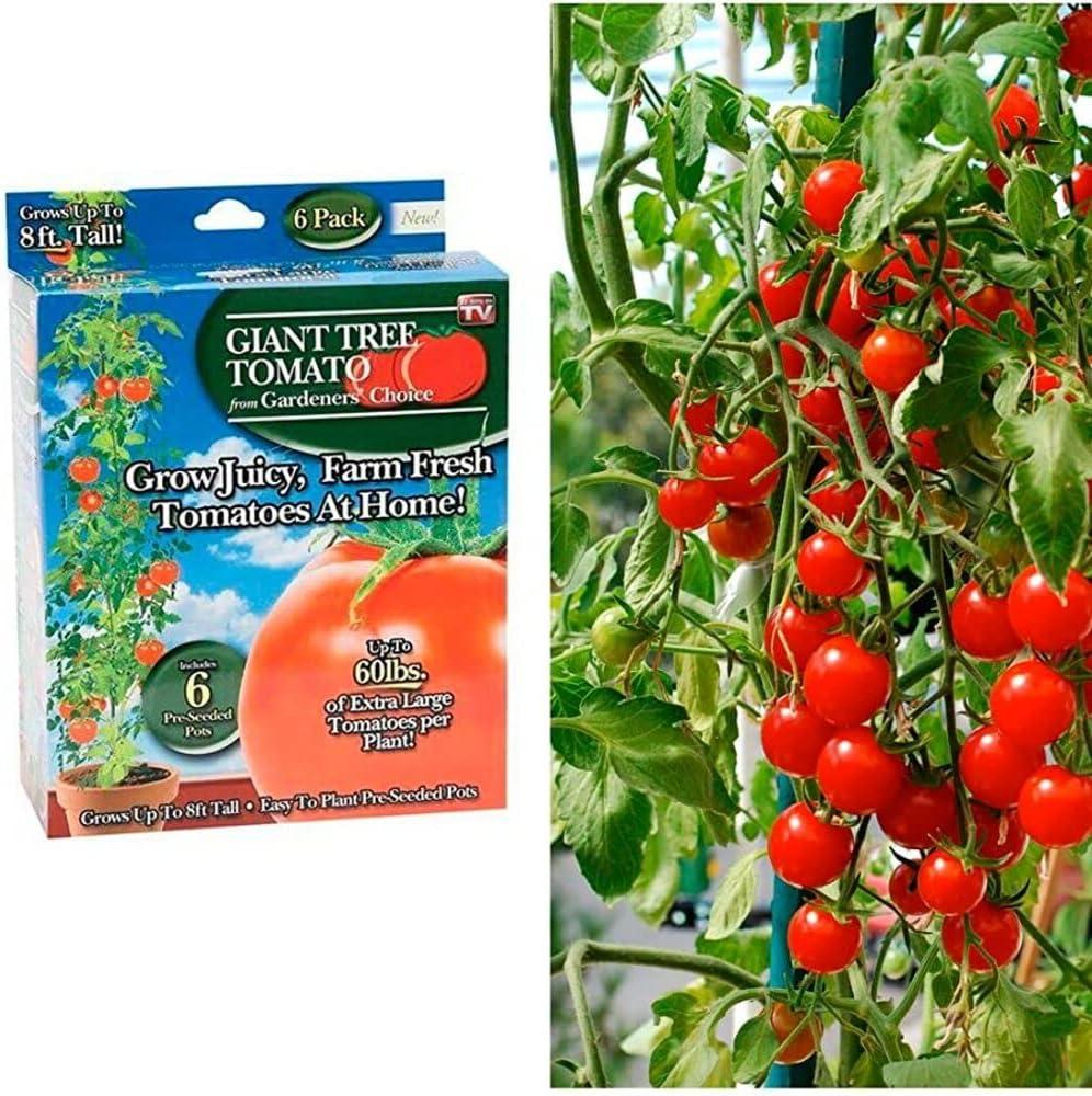 Gardener's Choice Tomate de Árbol Gigante Incluye 6 Macetas Presembradas