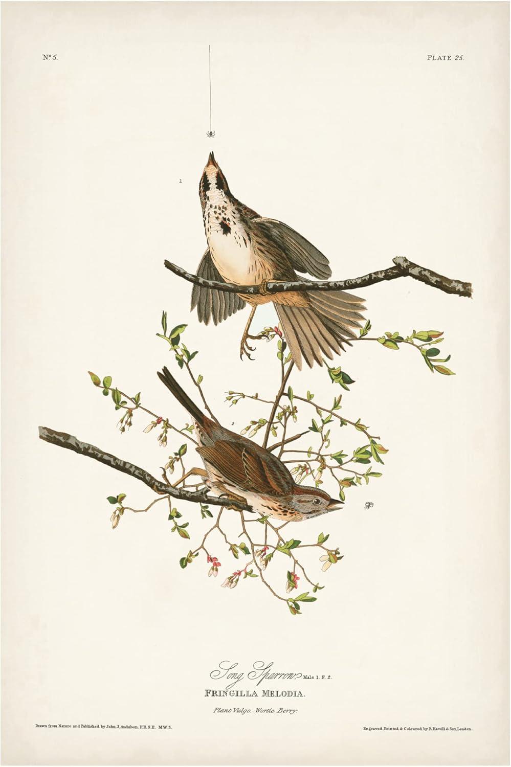 John James Audubon 'Song Sparrow' Canvas Art