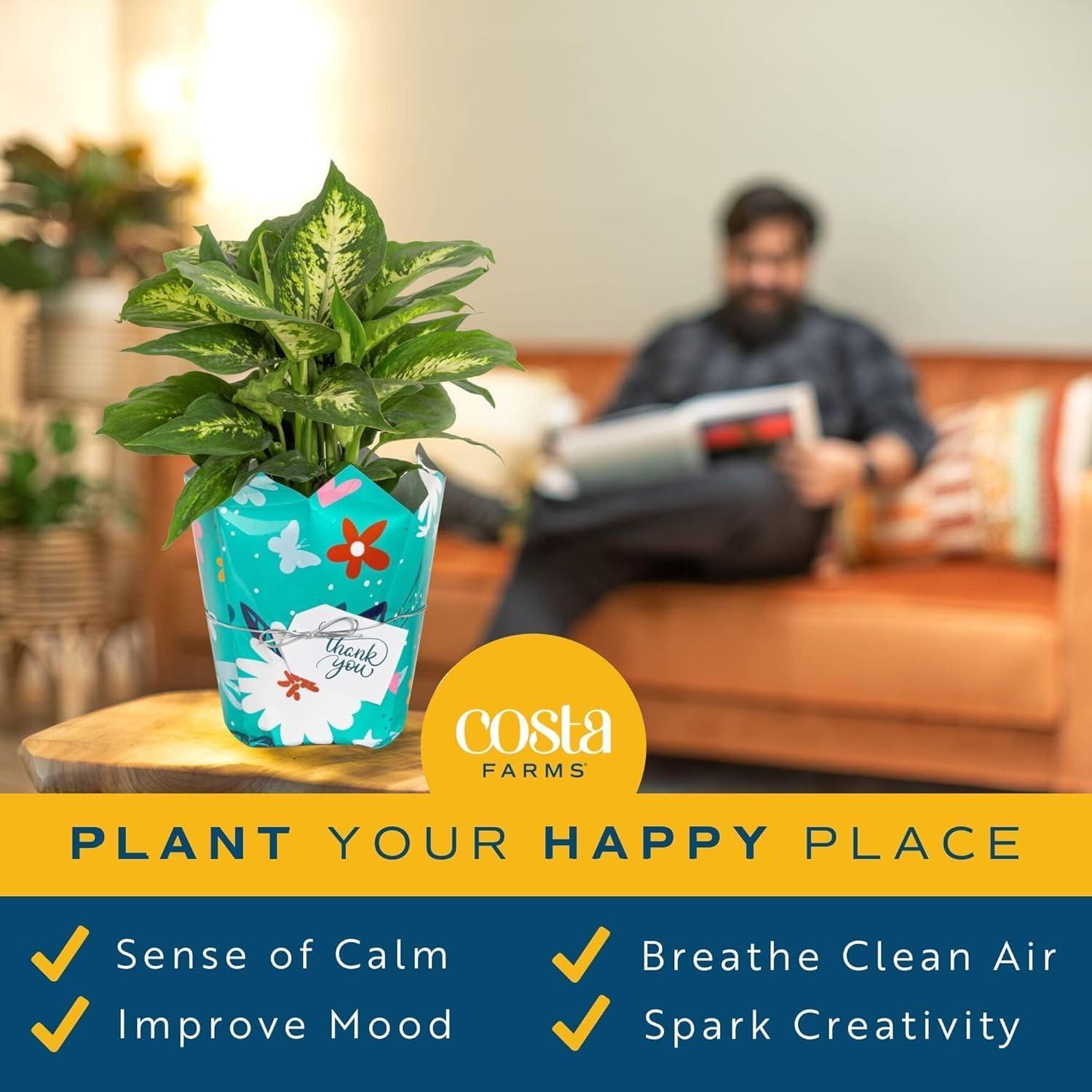 Costa Farms 12" Tall Dieffenbachia, Bright Indirect Sunlight, Indoor Live House Plants, Grow Pot