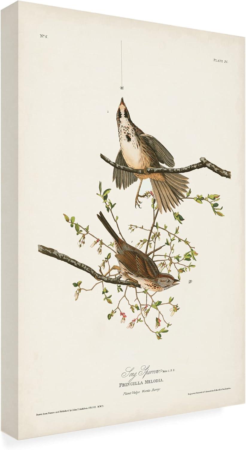 Vintage Song Sparrow Canvas Art by John James Audubon