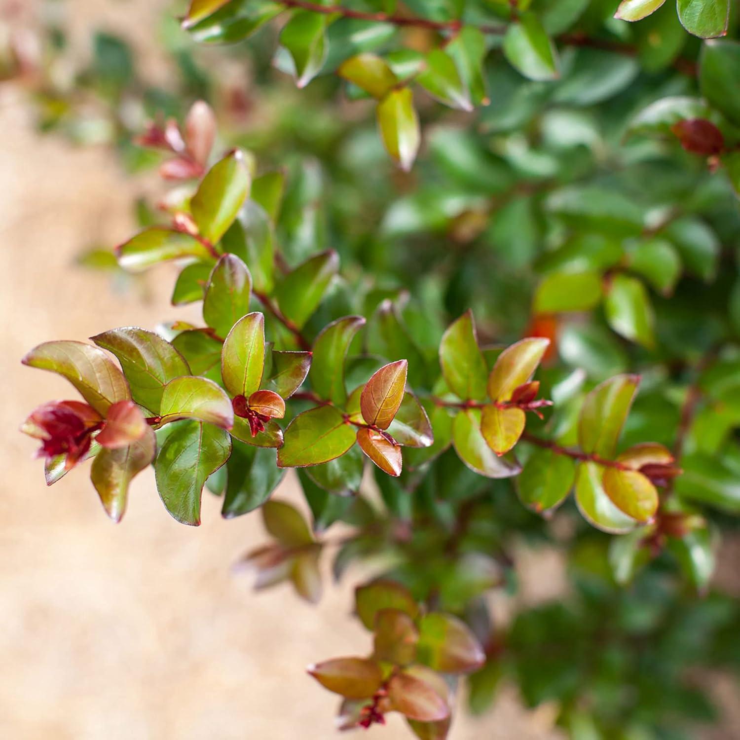 First Editions Crape Myrtle, Ruffled Red Magic (2 Gallon)