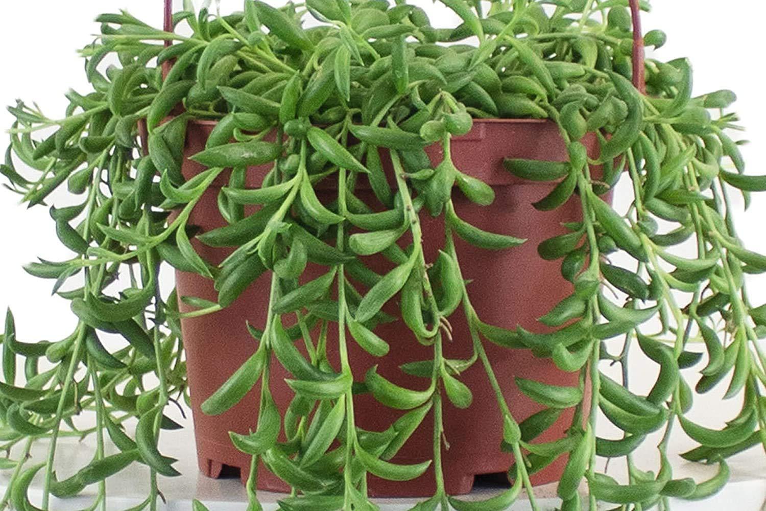 Home Botanicals Hanging String of Bananas Succulent in 6" Grow Pot with Hanger Included