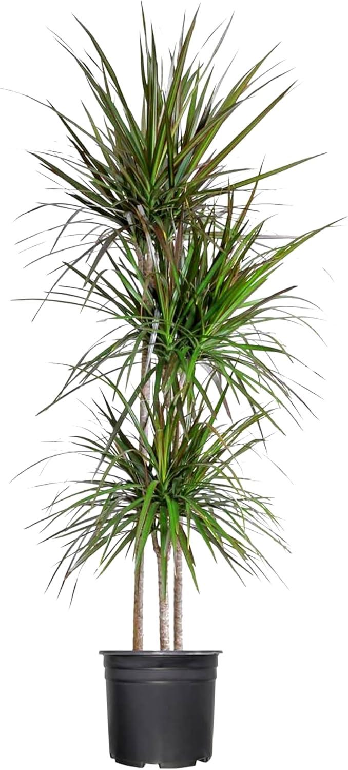Extra Large Madagascar Dragon Tree in Black Pot