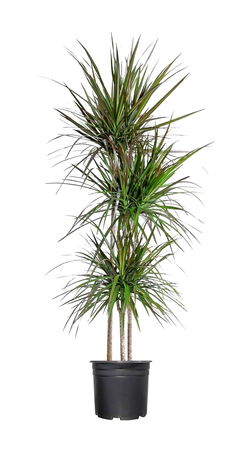 Extra Large Madagascar Dragon Tree in Black Pot