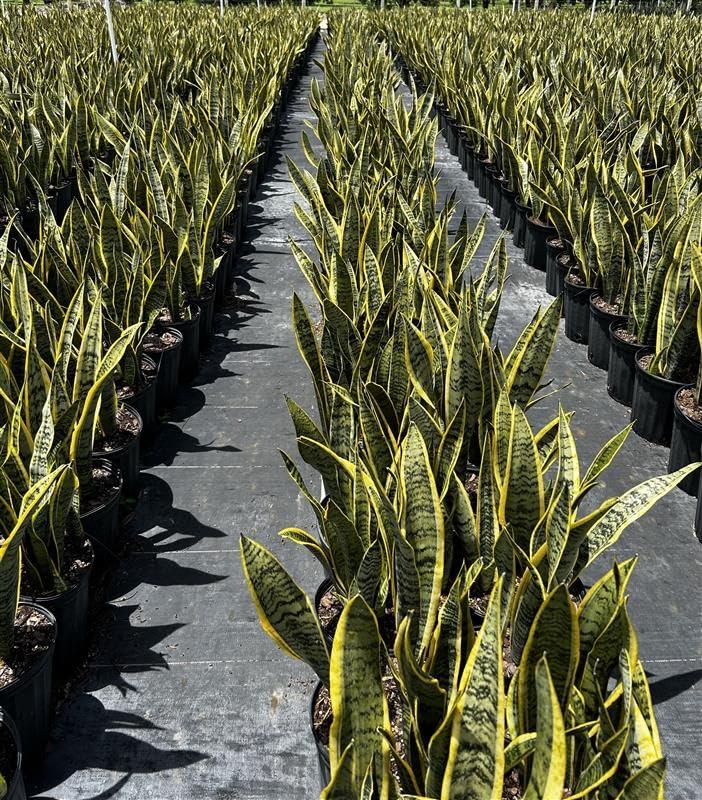 Sansevieria Laurentii Indoor/Outdoor Plant in Black Pot, Green and Yellow