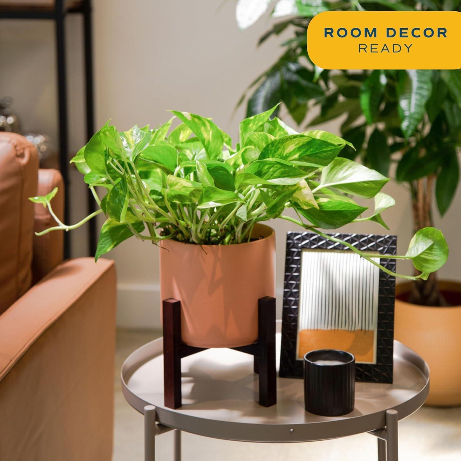 Costa Farms 12" Tall Philodendron Painted Lady, Medium Indirect Sunlight, Indoor Live House Plants