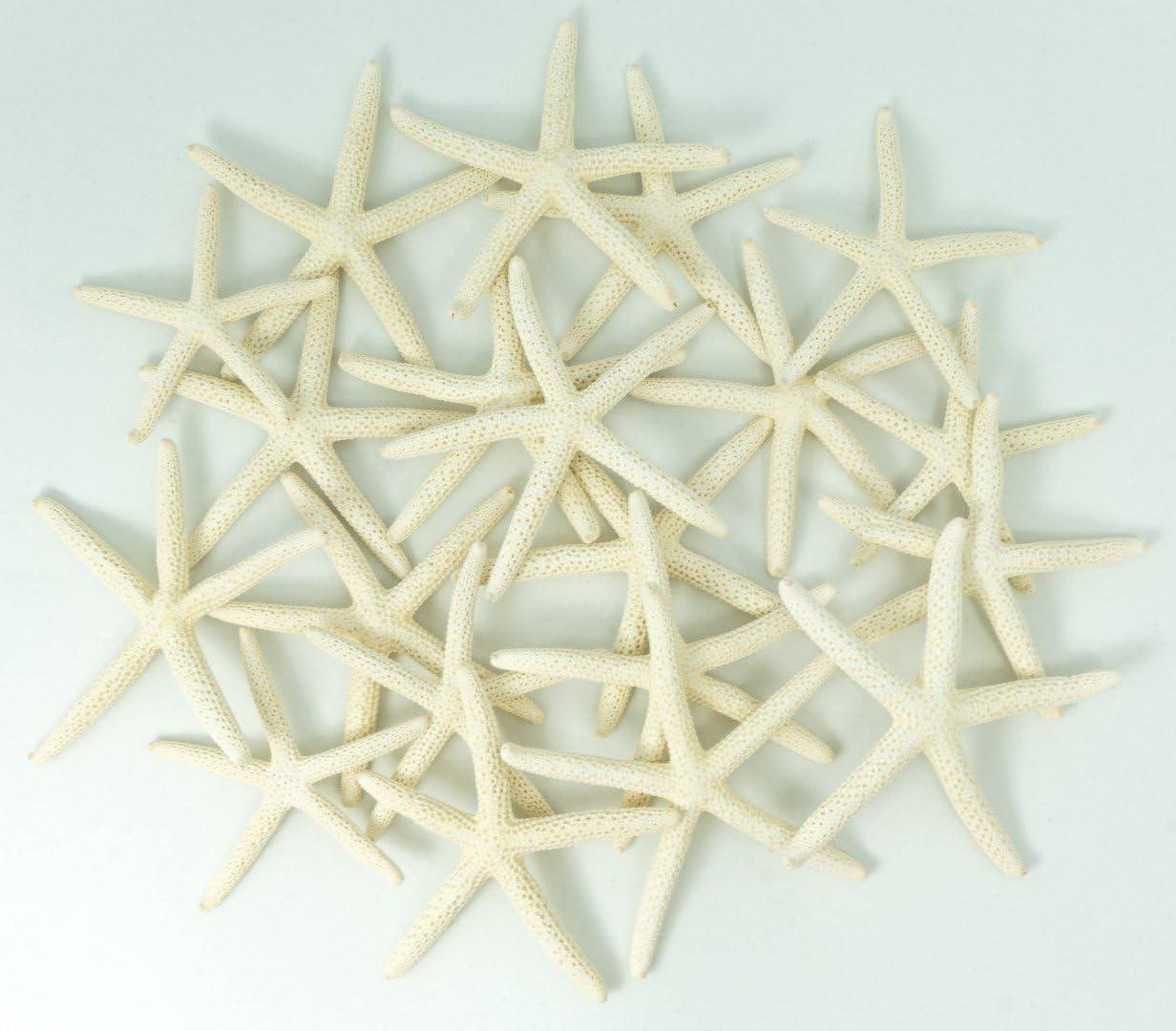 Natural White Finger Starfish Coastal Decor Set