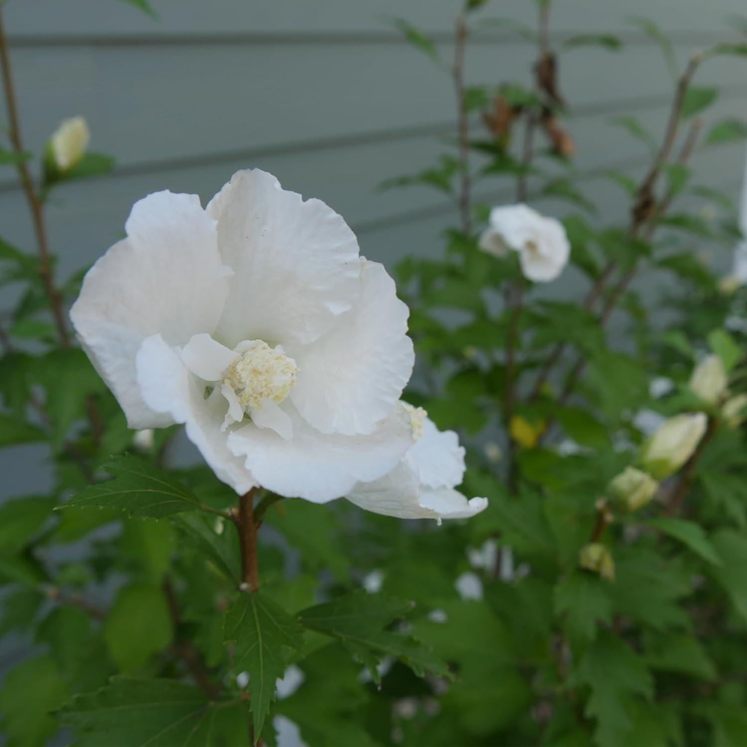 2 Gallon White Pillar Rose of Sharon Hibiscus Shrub