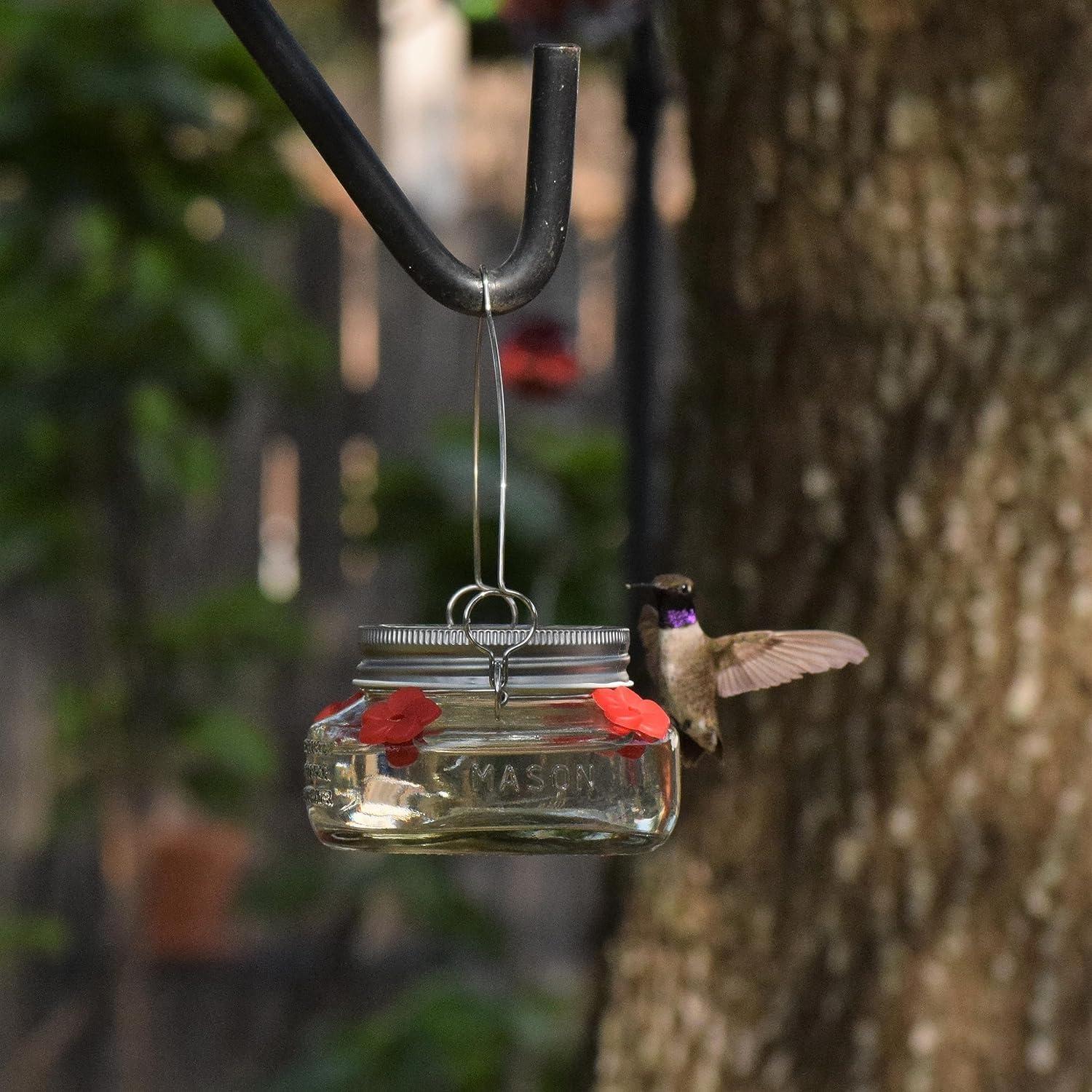 Nature's Way Bird Products Mason Jar Hummingbird Dish Feeder, 6 oz