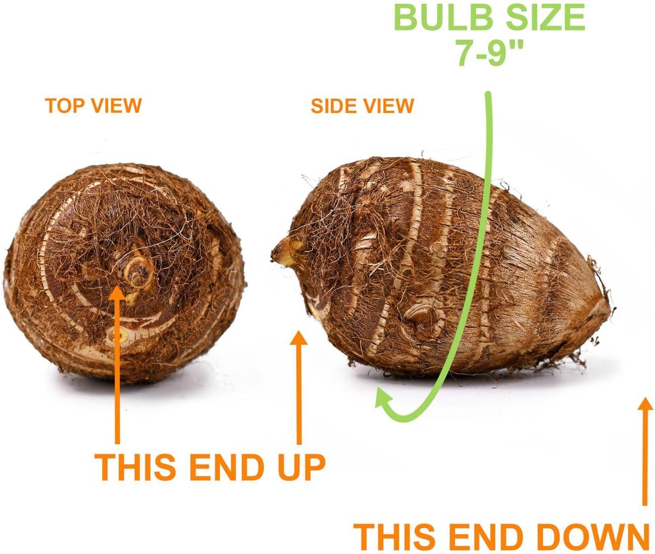 Garden State Bulb Colocasia Madeira Star Elephant Ear Bulbs, Spring Planting (Bag of 1)