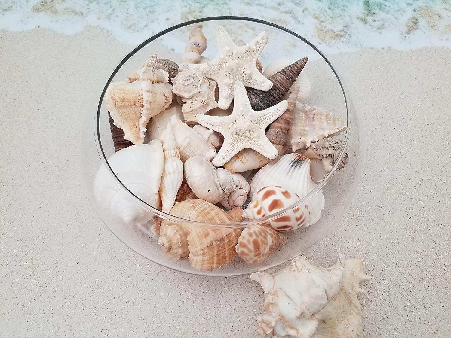 Assorted Natural Seashells for Crafts and Decor, 1 Pound