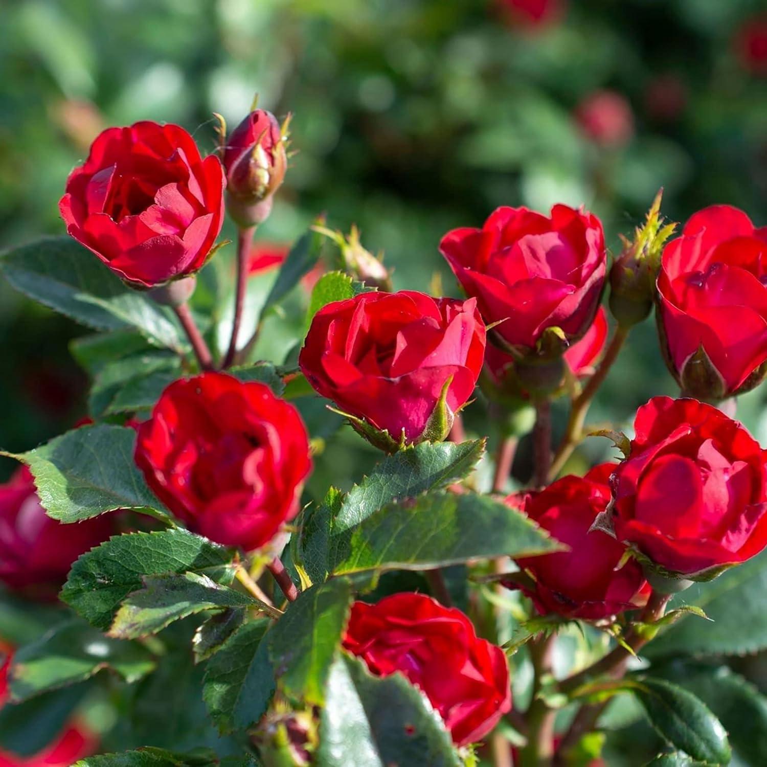 The Petite Knock Out Rose Plant with Fire Engine Red, Non Fading Blooms (2 Quart)