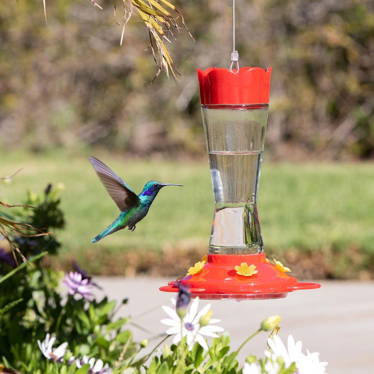 Red Glass Hanging Hummingbird Feeder with Ant Moat, 6" x 9"