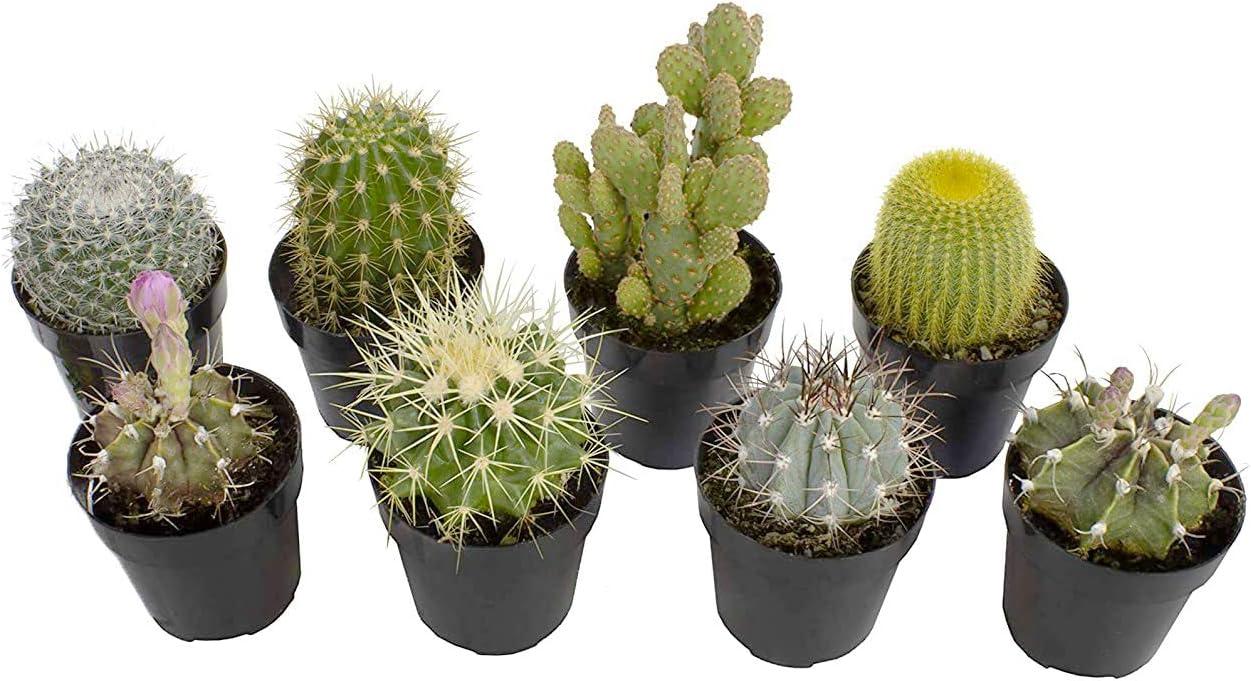 Assorted Cactus and Succulent 8-Pack in Black Pots