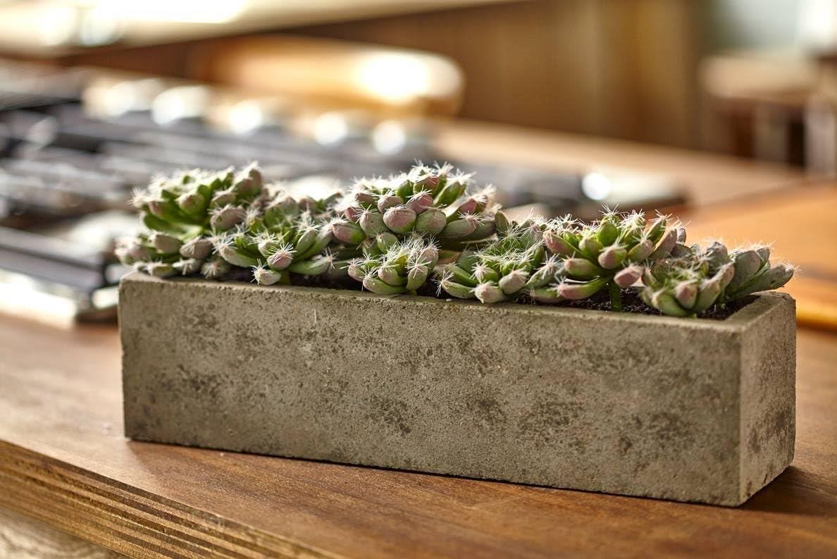 Succulent Garden With Textured Concrete Planter